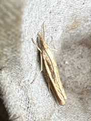 Agriphila tristella