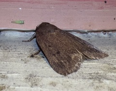 Amphipyra tragopoginis