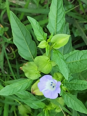 Nicandra physalodes