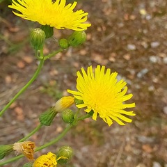 Sonchus arvensis uliginosus