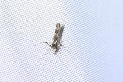 Stathmopoda melanochra