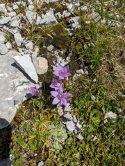 Gentianella