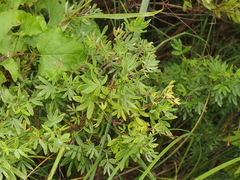 Dasiphora fruticosa