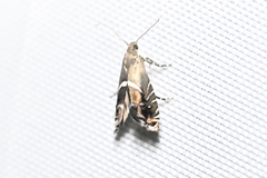 Helcystogramma perelegans