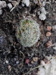 Mammillaria haageana conspicua