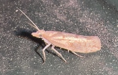 Ypsolopha cervella
