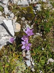 Gentianella