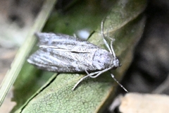 Pyralidae