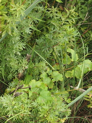 Dasiphora fruticosa