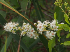 Spiraea alba