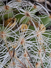 Mammillaria haageana conspicua