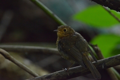 Erithacus rubecula