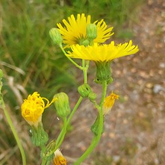 Sonchus arvensis uliginosus