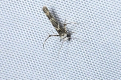 Stathmopoda