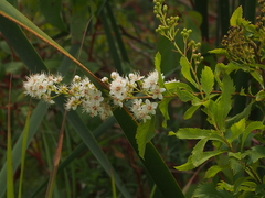 Spiraea alba