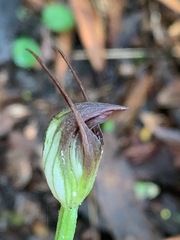 Pterostylis pedunculata