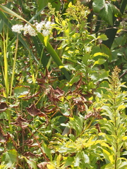 Spiraea alba