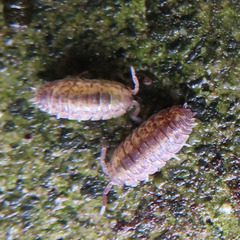 Oniscidea