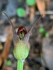 Pterostylis pedunculata