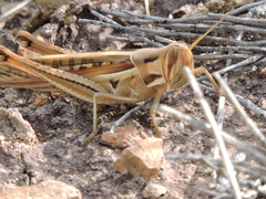 Austracris guttulosa
