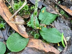 Pterostylis pedunculata