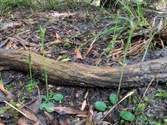 Pterostylis pedunculata
