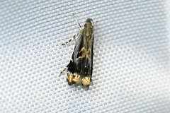 Gelechiidae