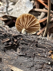 Simocybe