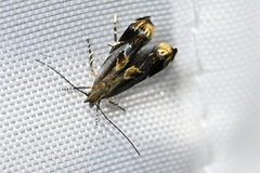 Gelechiidae