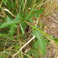 Sonchus arvensis uliginosus