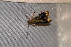 Gelechiidae