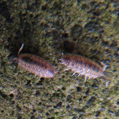 Oniscidea