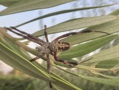 Neoscona oaxacensis