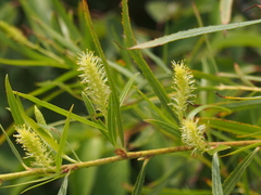 Salix interior