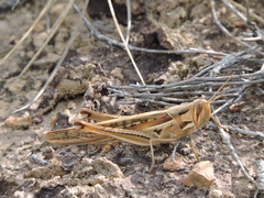 Austracris guttulosa