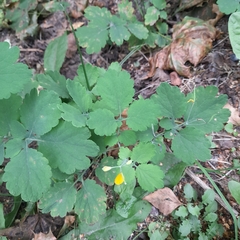 Chelidonium majus
