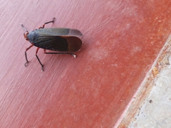 Kalidasa lanata