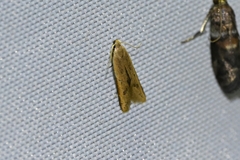 Mesophleps albilinella