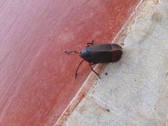 Kalidasa lanata