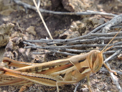 Austracris guttulosa