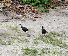 Amaurornis phoenicurus