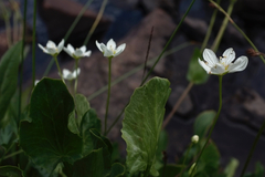 Parnassia cirrata intermedia