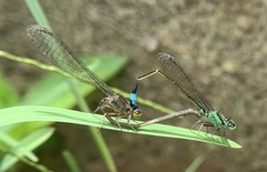 Ischnura
