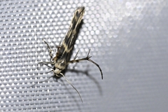 Stathmopoda