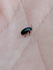 Phratora