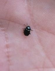 Phratora