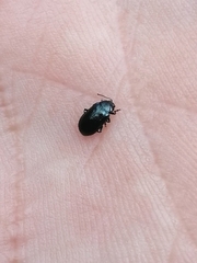 Phratora