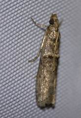 Phycitini