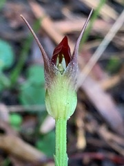 Pterostylis pedunculata