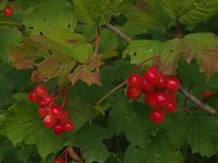 Viburnum opulus opulus